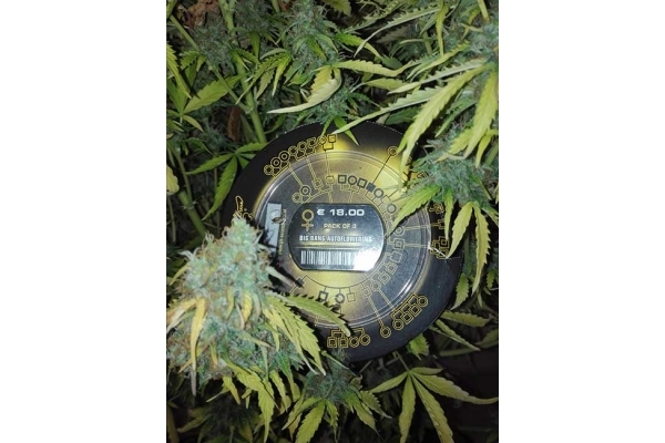 Big Bang Autoflowering (Greenhouse Seeds) feminisiert Big Bang Autoflowering (Greenhouse Seeds) feminisiert