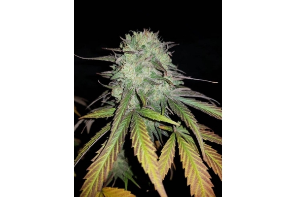 Painkiller XL (Royal Queen Seeds) feminisiert Painkiller XL (Royal Queen Seeds) feminisiert