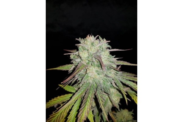Painkiller XL (Royal Queen Seeds) feminisiert Painkiller XL (Royal Queen Seeds) feminisiert