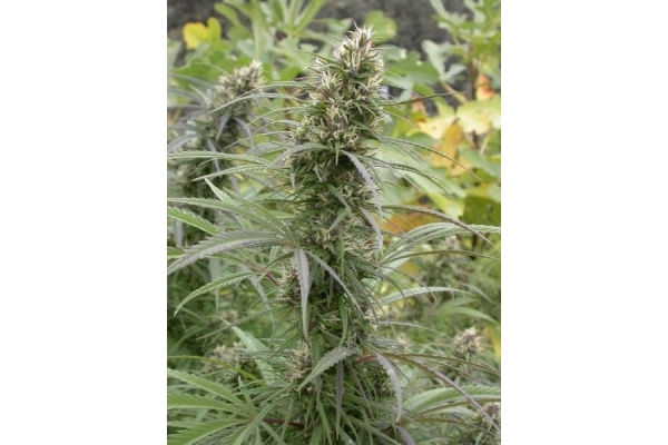 Congo (ACE Seeds) feminisiert