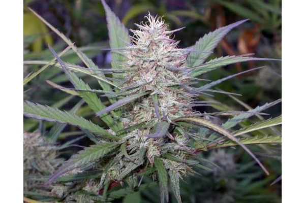Congo (ACE Seeds) feminisiert