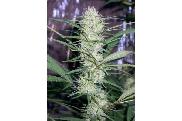 Congo (ACE Seeds) feminisiert