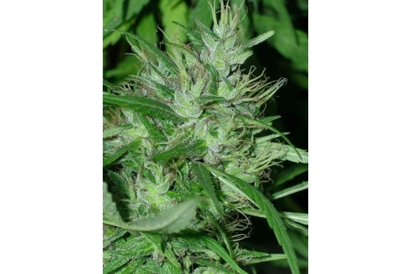 Congo (ACE Seeds) feminisiert