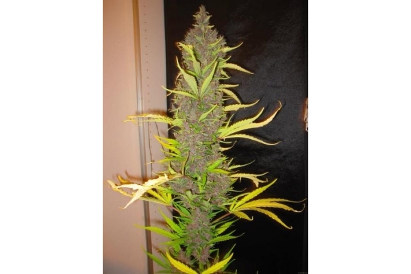 Congo (ACE Seeds) feminisiert