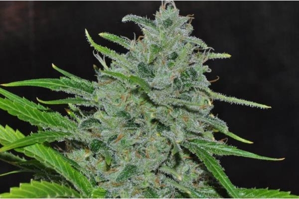 Malawi (ACE Seeds) feminisiert