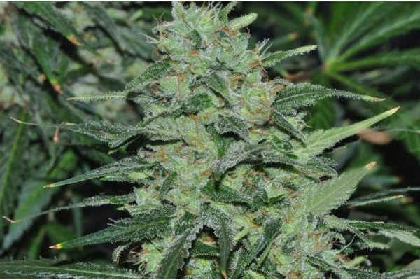 Malawi (ACE Seeds) feminisiert