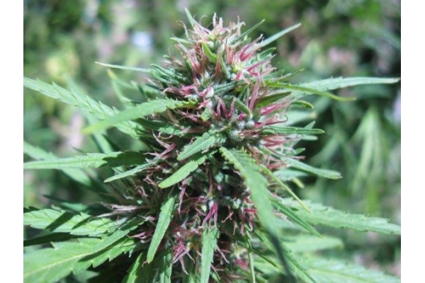 Malawi (ACE Seeds) feminisiert