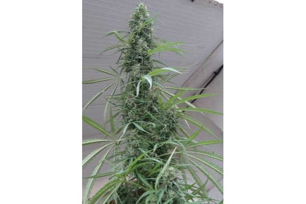 Golden Tiger (ACE Seeds) feminisiert