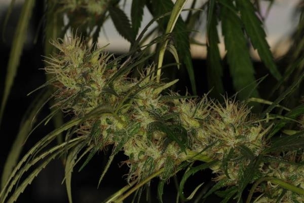 Golden Tiger (ACE Seeds) feminisiert