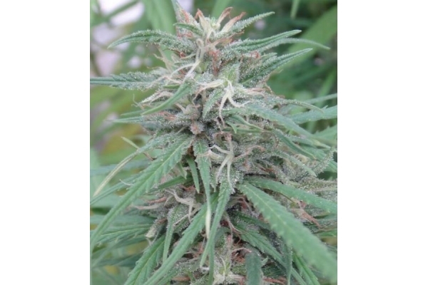 Golden Tiger (ACE Seeds) feminisiert