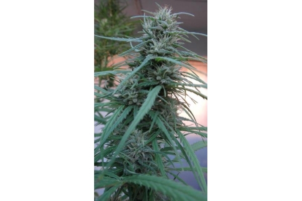 Golden Tiger (ACE Seeds) feminisiert