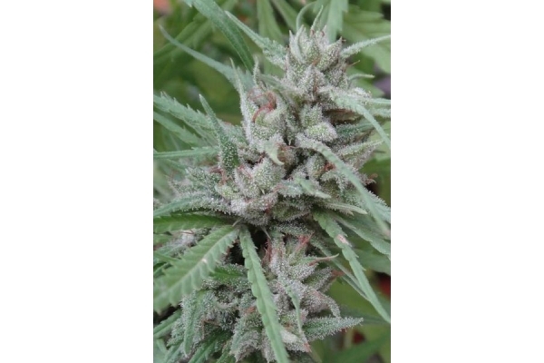 Golden Tiger (ACE Seeds) feminisiert