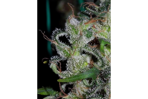 Zamaldelica (ACE Seeds) feminisiert Zamaldelica (ACE Seeds) feminisiert