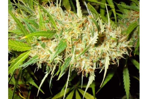 Zamaldelica (ACE Seeds) feminisiert Zamaldelica (ACE Seeds) feminisiert
