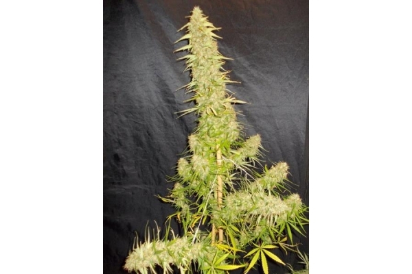Zamaldelica (ACE Seeds) feminisiert Zamaldelica (ACE Seeds) feminisiert