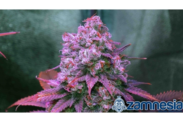 Blue Dream (Zamnesia Seeds) feminisiert Blue Dream (Zamnesia Seeds) feminisiert