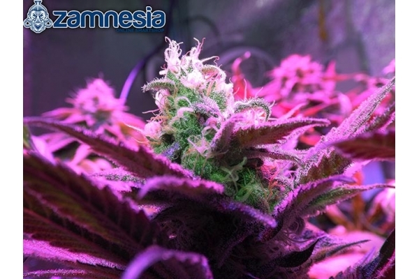 Blue Dream (Zamnesia Seeds) feminisiert Blue Dream (Zamnesia Seeds) feminisiert