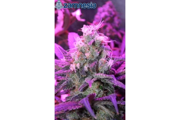 Blue Dream (Zamnesia Seeds) feminisiert Blue Dream (Zamnesia Seeds) feminisiert