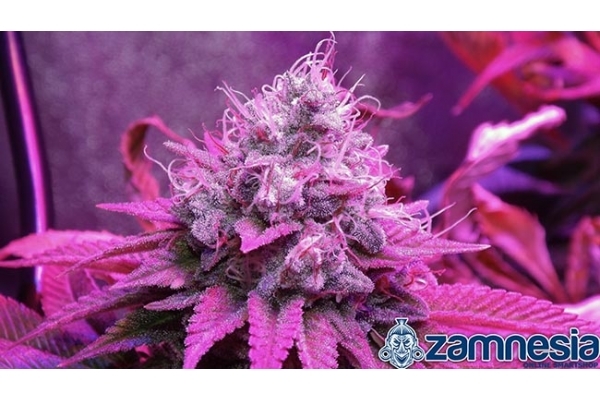 Blue Dream (Zamnesia Seeds) feminisiert Blue Dream (Zamnesia Seeds) feminisiert