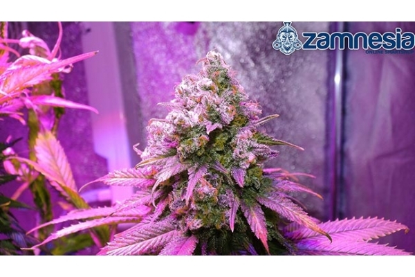 Blue Dream (Zamnesia Seeds) feminisiert Blue Dream (Zamnesia Seeds) feminisiert