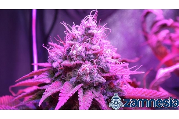 Blue Dream (Zamnesia Seeds) feminisiert Blue Dream (Zamnesia Seeds) feminisiert
