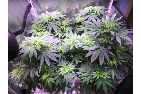Blue Dream (Zamnesia Seeds) feminisiert Blue Dream (Zamnesia Seeds) feminisiert