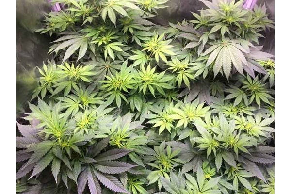 Blue Dream (Zamnesia Seeds) feminisiert Blue Dream (Zamnesia Seeds) feminisiert