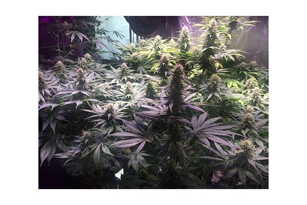 Blue Dream (Zamnesia Seeds) feminisiert Blue Dream (Zamnesia Seeds) feminisiert