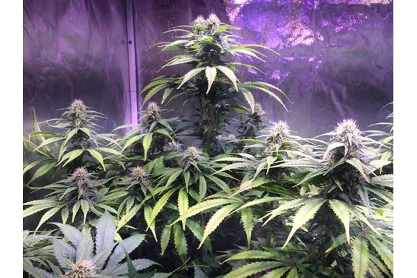 Blue Dream (Zamnesia Seeds) feminisiert Blue Dream (Zamnesia Seeds) feminisiert