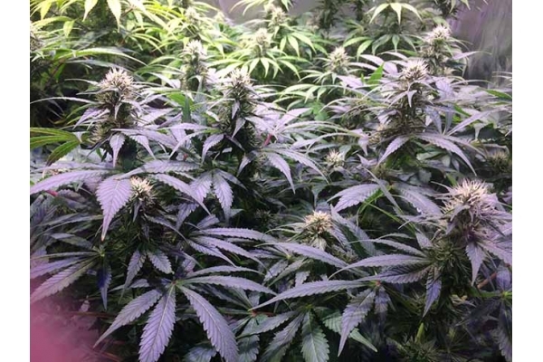 Blue Dream (Zamnesia Seeds) feminisiert Blue Dream (Zamnesia Seeds) feminisiert