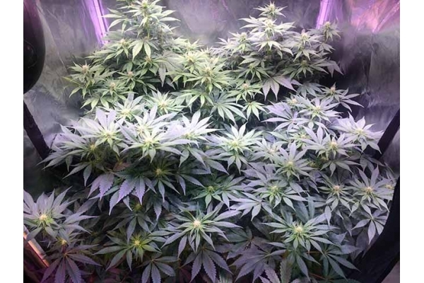 Blue Dream (Zamnesia Seeds) feminisiert Blue Dream (Zamnesia Seeds) feminisiert