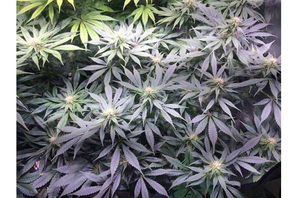 Blue Dream (Zamnesia Seeds) feminisiert Blue Dream (Zamnesia Seeds) feminisiert