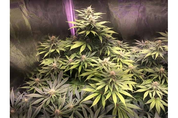 Blue Dream (Zamnesia Seeds) feminisiert Blue Dream (Zamnesia Seeds) feminisiert