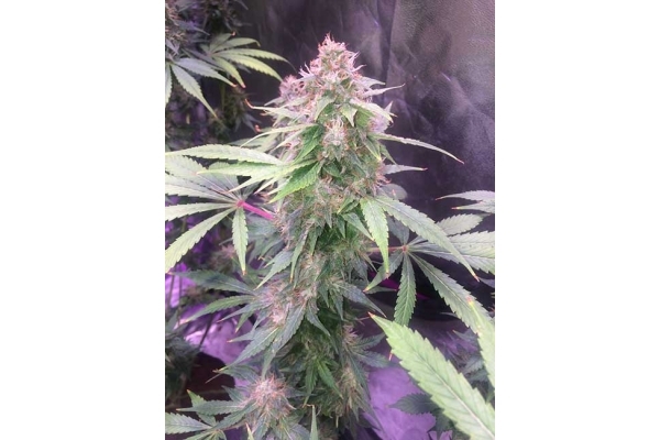 Blue Dream (Zamnesia Seeds) feminisiert Blue Dream (Zamnesia Seeds) feminisiert