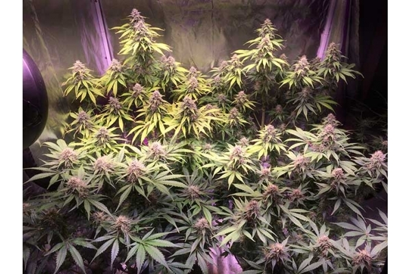 Blue Dream (Zamnesia Seeds) feminisiert Blue Dream (Zamnesia Seeds) feminisiert