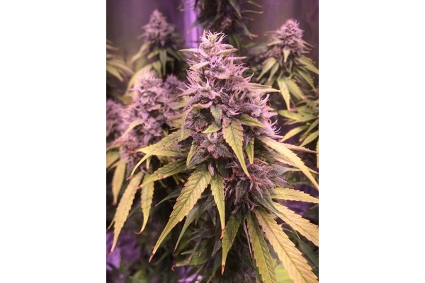 Blue Dream (Zamnesia Seeds) feminisiert Blue Dream (Zamnesia Seeds) feminisiert