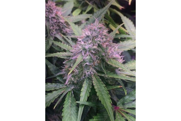 Blue Dream (Zamnesia Seeds) feminisiert Blue Dream (Zamnesia Seeds) feminisiert