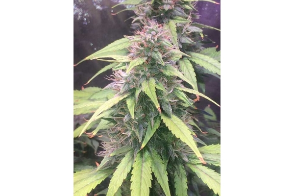 Blue Dream (Zamnesia Seeds) feminisiert Blue Dream (Zamnesia Seeds) feminisiert