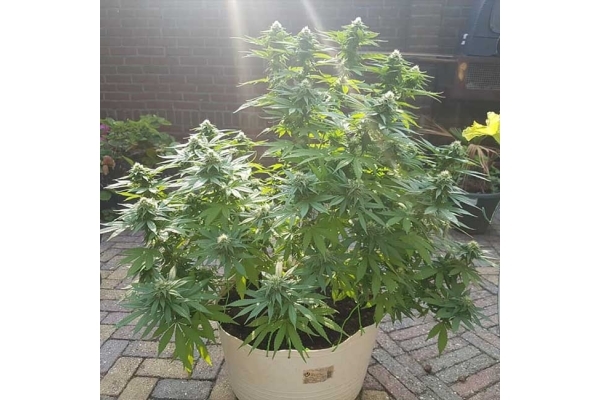 Blue Dream (Zamnesia Seeds) feminisiert Blue Dream (Zamnesia Seeds) feminisiert