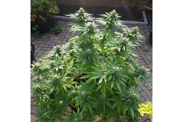 Blue Dream (Zamnesia Seeds) feminisiert Blue Dream (Zamnesia Seeds) feminisiert