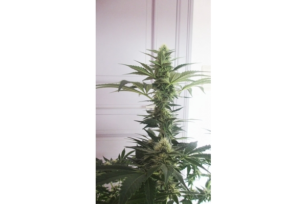 Blue Dream (Zamnesia Seeds) feminisiert Blue Dream (Zamnesia Seeds) feminisiert
