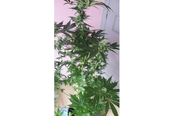 Blue Dream (Zamnesia Seeds) feminisiert Blue Dream (Zamnesia Seeds) feminisiert