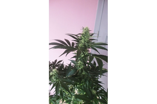 Blue Dream (Zamnesia Seeds) feminisiert Blue Dream (Zamnesia Seeds) feminisiert