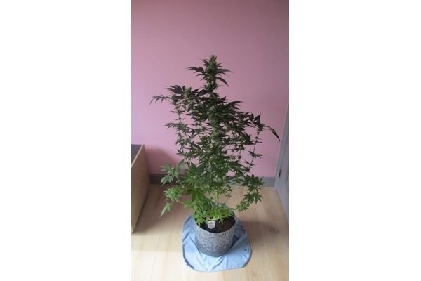 Blue Dream (Zamnesia Seeds) feminisiert Blue Dream (Zamnesia Seeds) feminisiert