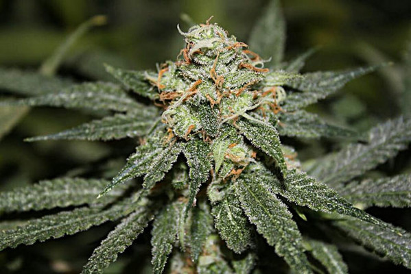 Blue Dream (Zamnesia Seeds) feminisiert Blue Dream (Zamnesia Seeds) feminisiert