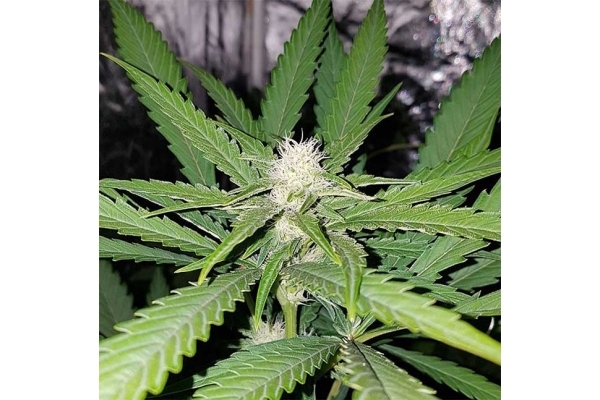 Northern Lights (Zamnesia Seeds) feminisiert Northern Lights (Zamnesia Seeds) feminisiert