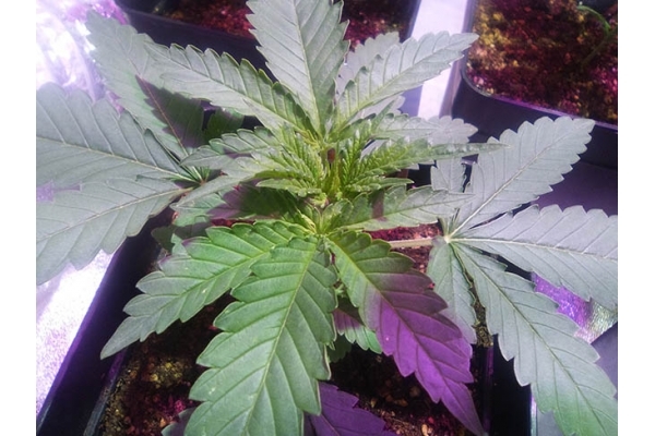 Critical (Zamnesia Seeds) feminisiert Critical (Zamnesia Seeds) feminisiert