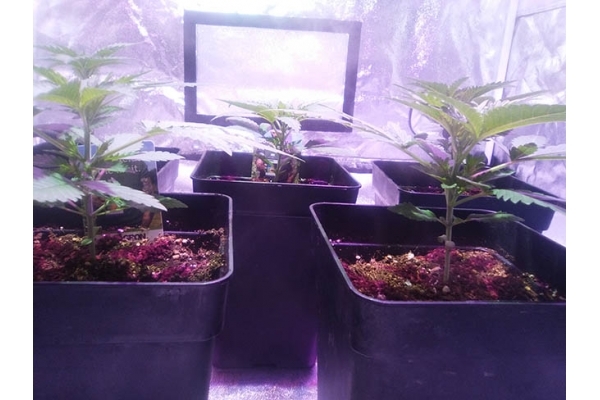 Critical (Zamnesia Seeds) feminisiert Critical (Zamnesia Seeds) feminisiert