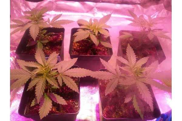 Critical (Zamnesia Seeds) feminisiert Critical (Zamnesia Seeds) feminisiert