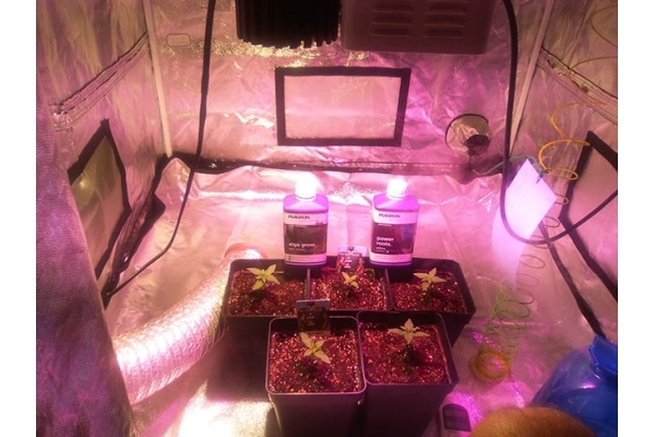 Critical (Zamnesia Seeds) feminisiert Critical (Zamnesia Seeds) feminisiert